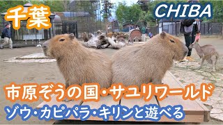 (Japan Travel) Play with animals at Sayuri World, Ichihara Elephant Country, Chiba, Japan Travel