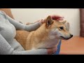 Raza de perro Shiba Inu, todo lo que debes saber, Ventajas y desventajas