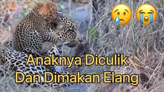 Download Lagu Anaknya Diculik Burung Elang, Induk Leopard Membalas Dendam ‼️ MP3