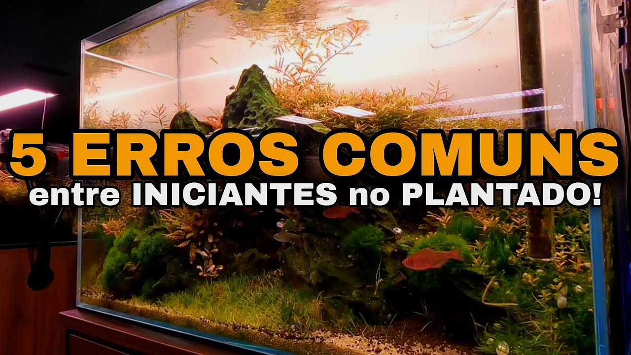 OS 5 ERROS MAIS COMUNS QUE TODO AQUARISTA PLANTADO INICIANTE COMETE!