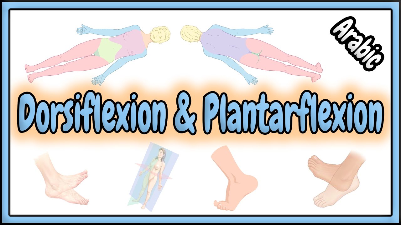 25. Dorsiflexion & Plantarflexion Terms || مصطلحات الثني الظهري و الثني الأخمصي
