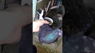 Guvercinlerimi Tanitiyorum