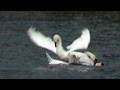 Swan saved by partner - 2015-04 - tewbirds @ Rutland Water