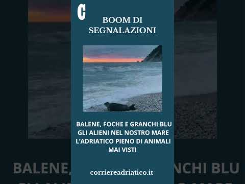 Video Balene, foche e granchi blu. Gli alieni nel nostro mare. LAdriatico pieno di animali mai visti