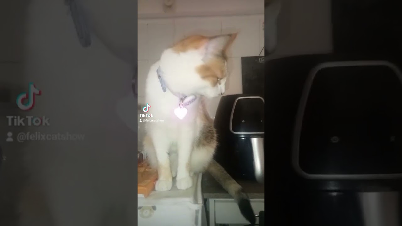 felix e Margot e lucky guardate che bella coscia