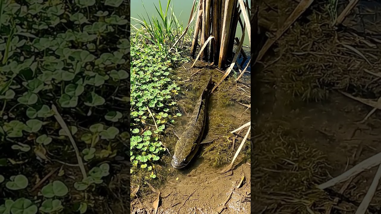 🐠 Countryside Fish Life: You Won't BELIEVE What We Found! 🤯 #68 🐟