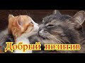 Смешное про животных|Приколы с котами| Видео про котов| Кошки|Позитив|Создай себе хорошее настроение