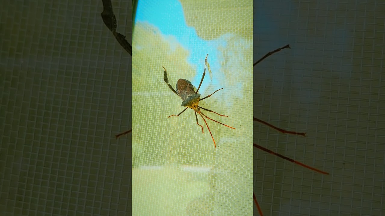 Cute Giant Leaf-footed Bug | True Bugs 