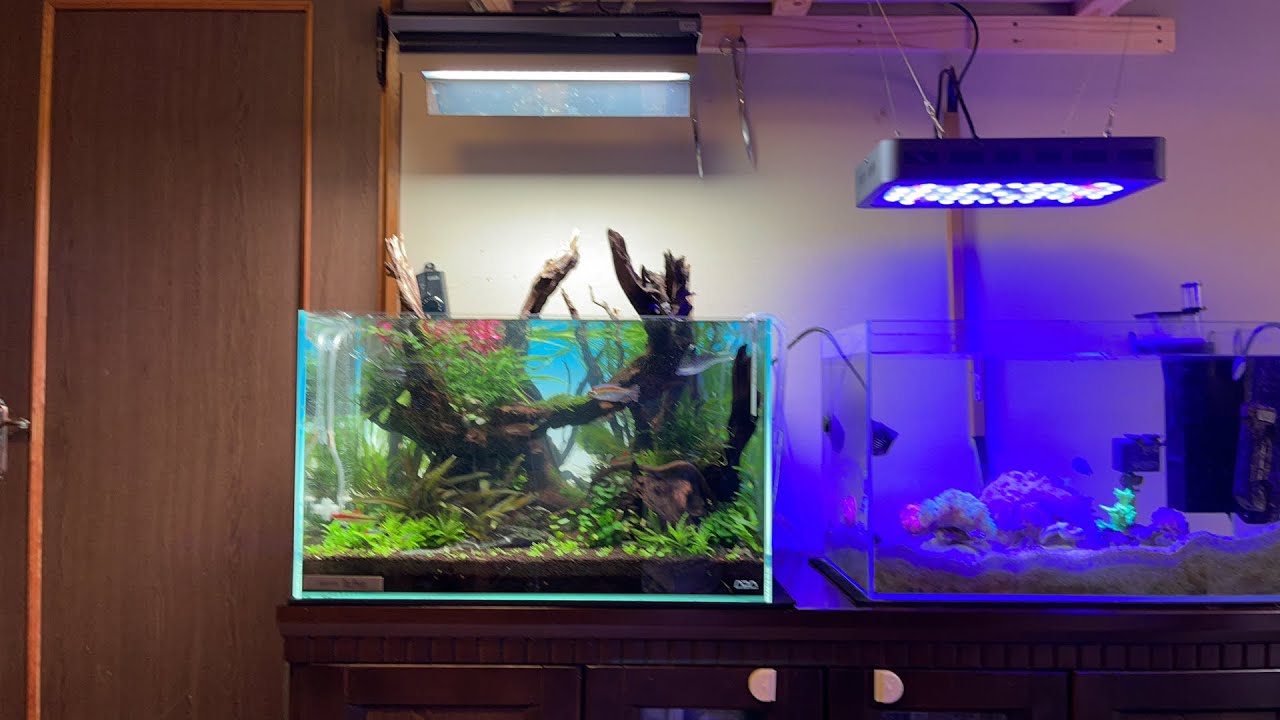 ほぼフリーメンテで森林レイアウトが美しい水槽〜スポット