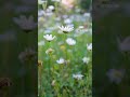 For #Nature #lovers #natureSound | Chirping #birds #soothingsounds | #relaxingmusic | #spa music 🎶