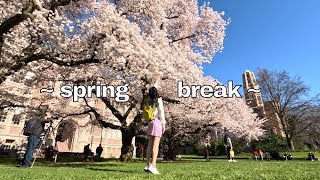 SPRING BREAK 2024! | uw seattle cherry blossoms, cooking & baking, beach sunset