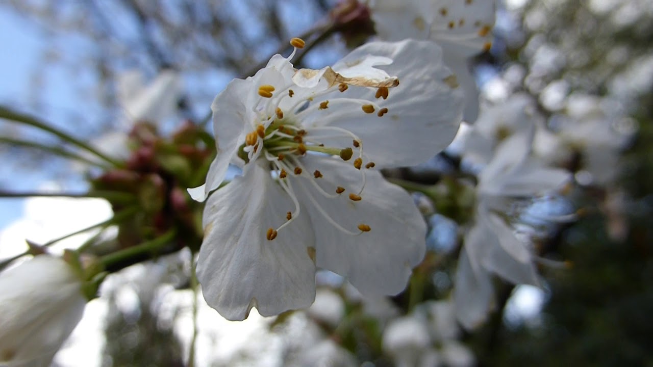 Prunus Tree  - Flowers -  Prunus ? - Heggur - Skrautrunnar - Blómstrandi tré