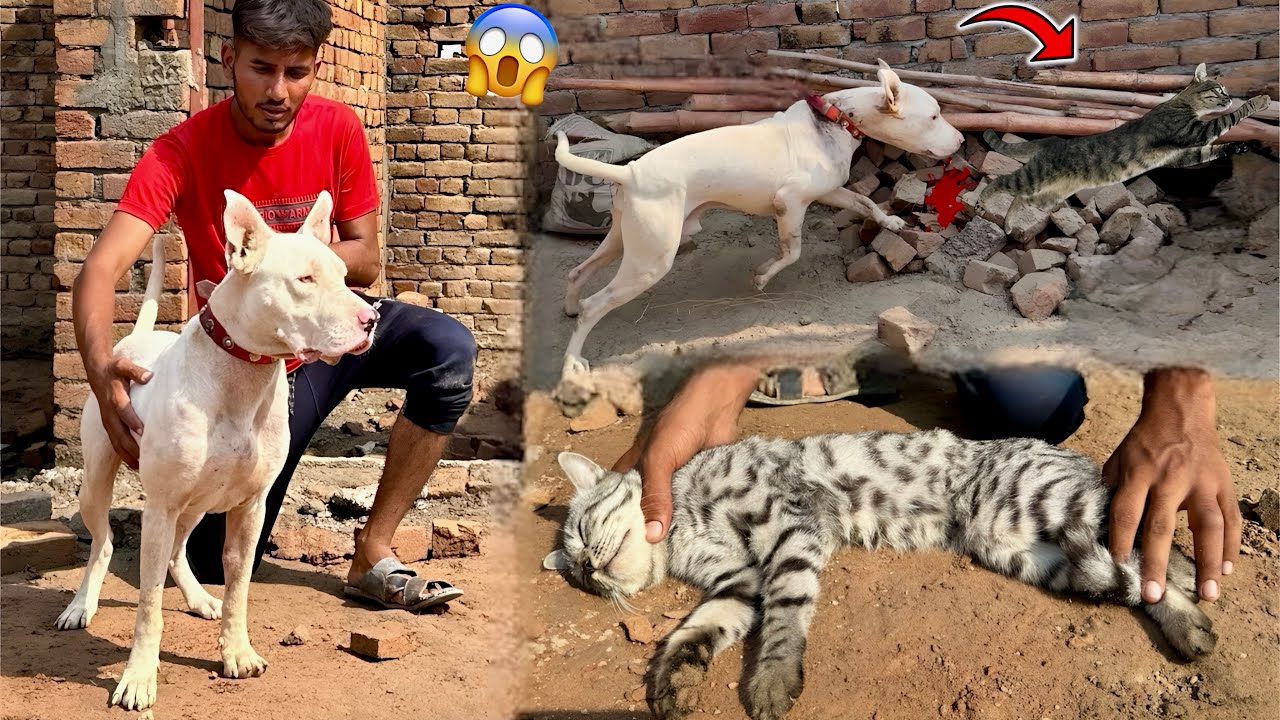 Gabbar Badmash Ny Jungle Billa Paker Liya😍