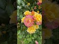 Роза Ландлуст 3 метра высотой #rose