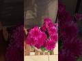 Beautiful flowers#beauty#nature#plants#winter#shorts
