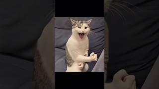 GIF Name: Wah Cat 🐈😂  Daily funny GIF's #cat #gifs