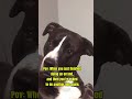 Most POV video of animals Hahaha  #animals #entertaininganimals #funnyanimals