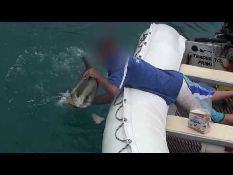 Video: Hišni čoln