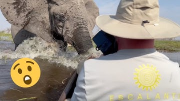 Tourists’ Worst Nightmare: Elephant Attack Caught on Camera 😳