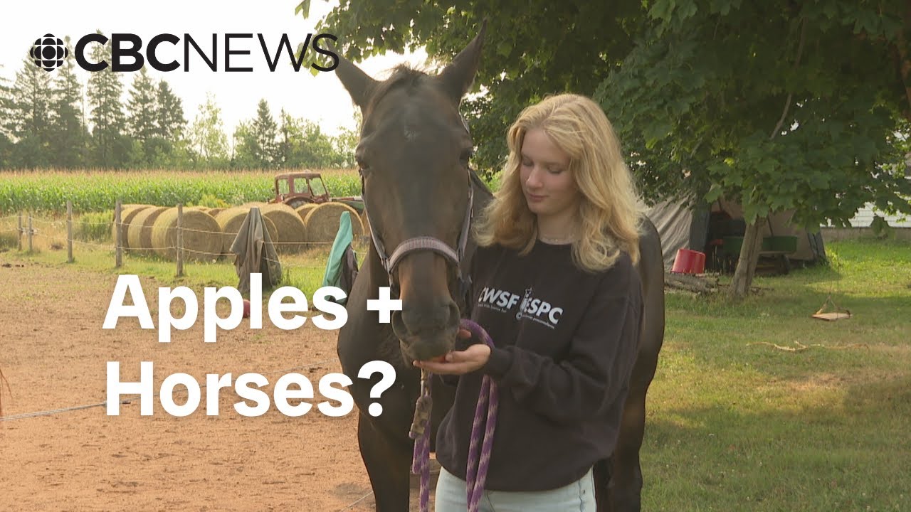 How do apples affect horses? Teen takes science project to world stage