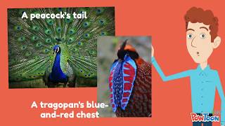 Lecture 12: Bird Communication