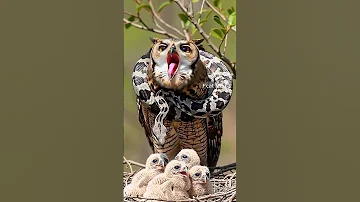Owl Protects Its Young From Snake Attack Wildliferescue Animals 