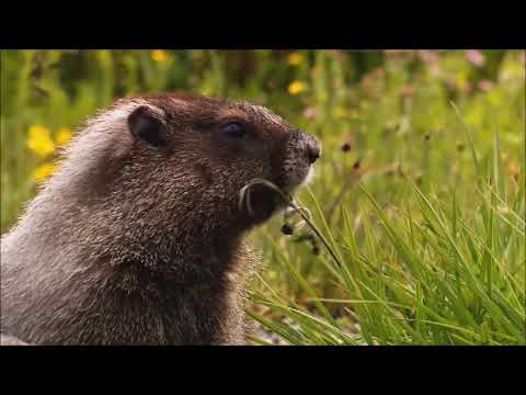 Windows 7 Wildlife Video