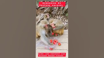 funny interesting video monkey|| #short #youtube #monkey