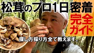 プロの松茸採りに一日密着したら、素人でも簡単に採れる名人のヒントで必ず松茸は見つかる普通の山で豊作《入山禁止外編》キノコ採り初心者必見 | 松茸狩り名人が説く松茸が生える地面 | 最高級の松茸