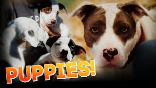 Puppies!  Horse Shelter Heroes S3E27