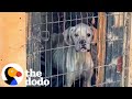 Sad Skinny Boxer Begs For Someone To Rescue Her | The Dodo