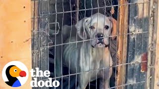 Sad Skinny Boxer Begs For Someone To Rescue Her | The Dodo