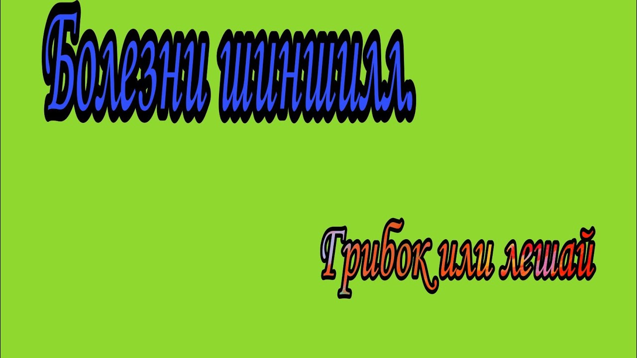 болезни шиншилл. где может образоваться грибковые заболевание у шиншиллы