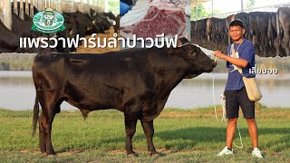 คุยกับเสี่ยบอย ✅ เลี้ยงวัววากิว ดียังไง? [แพรวาฟาร์มลำปาวบีฟ]