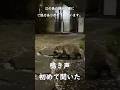 タヌキ の 挨拶 鳴き声 つき 夜桜 の 江の島 お参り の帰り　東京 銀座 の ふぐ料理店 ぎんざ姿 オーナーのプチ 旅行 ネタ です。 #癒し #tanuki #狸 #かわいい