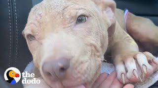 Shy Pittie Starts To Blossom Thanks To Her Foster Brother The Dodo Foster Diaries