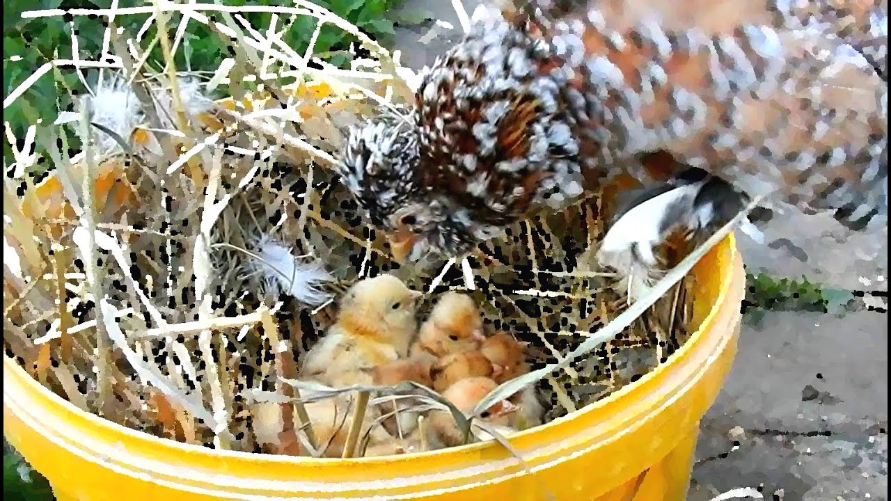 Altai Bantam, hen and chickens Алтайская Бентамка, курочка с Цыплятами