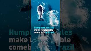 Humpback whales make remarkable comeback in Brazil