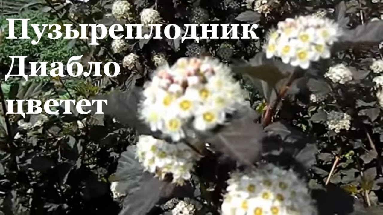 Пузыреплодник Диабло