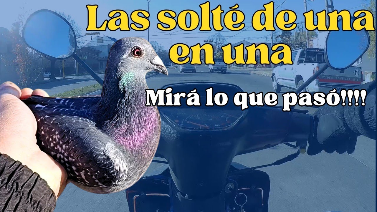 SUELTA DE 5000 PALOMAS. GANAMOS! PALOMAS MENSAJERAS MIRA COMO 👆👆