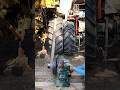 Start diesel engine and tractor and harwastar mashin