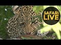 safariLIVE - Sunrise Safari - July 17, 2018