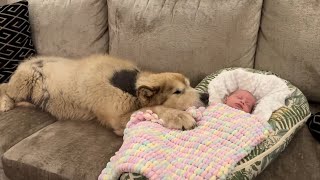 Alaskan Malamute Adopts Baby As His Own! He Loves Them So Much! (Cutest Ever!!)