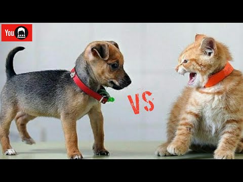 Video: Anjing yang manakah berkawan dengan kucing