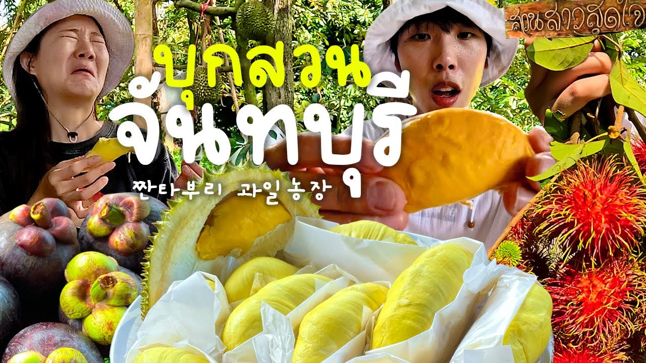 บุกสวนทุเรียนเมืองจันท์ เก็บผลไม้กินฉ่ำ - จันทบุรี 6