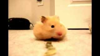 Aspirador Hamster