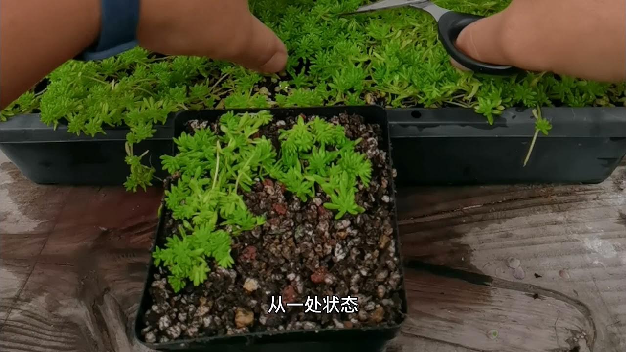 最易爆盆的多肉黄金万年草 掌握这几点养护知识 1个月就爆满盆 Youtube 最易爆盆的多肉黄金万年草 掌握这几点养护知识 1个月就爆满盆 Youtube