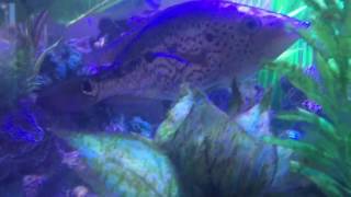 Splendid big Bay Snook - YouTube