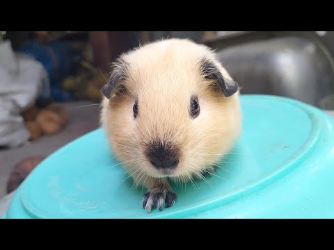 Video: Tuổi Thai Của Chuột Là Bao Nhiêu