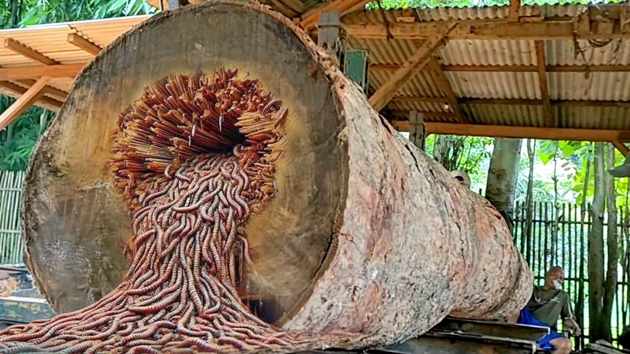 Extreme giant wood cutting is terrifying and most expensive - YouTube